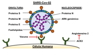 Envoltura lipídica del coronavirus